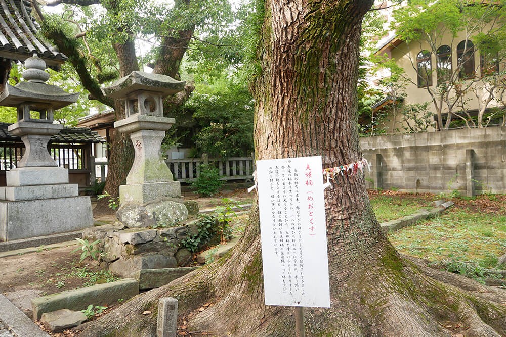 鳥飼八幡宮の夫婦楠