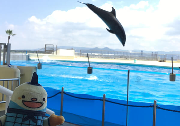 从福冈塔乘船只需20分钟！去“海洋世界海之中道”看海豚吧。