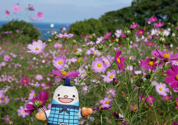 在生长不同的季节性花卉的 “能古岛海岛公园”上，享受无比治愈的岛屿时间!